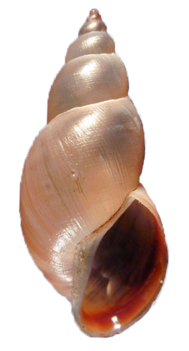 04003ooc-44f1-189x351.png