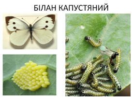 04003osf-8810-275x205.png