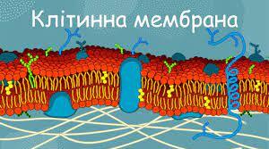Клітинна мембрана. Транспорт речовин