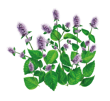 04003pml-cf9d-155x142.png