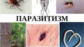 Форми та роль паразитизму в природі. Адаптації паразитів та їх хазяїв