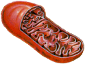 04003sj3-bc12-171x130.png