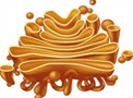 04003sjp-86b7-181x134.png