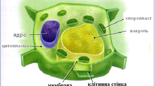 Клітина-одиниця живого.