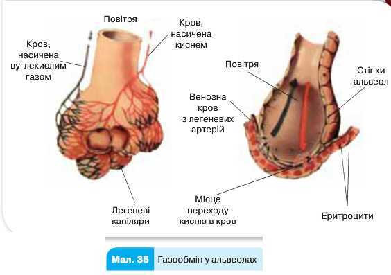 Газообмін у альвеолах