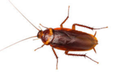04003yva-91d8-163x101.png