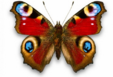 04003ywz-c783-113x77.png