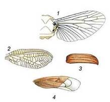 04003z4j-b9f3-218x202.jpg