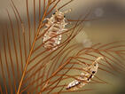 0400435f-59d0-141x106.jpg