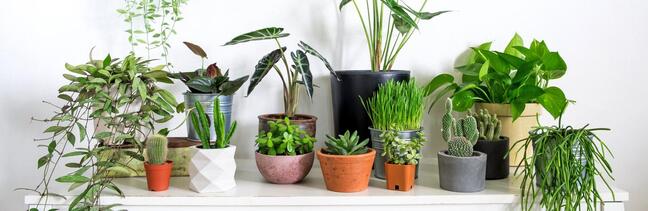 Best indoor plants, best houseplants | Love The Garden
