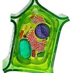 040049xx-0183-240x239.jpg