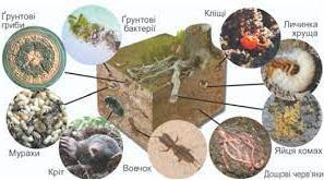 Ґрунтове середовище існування.