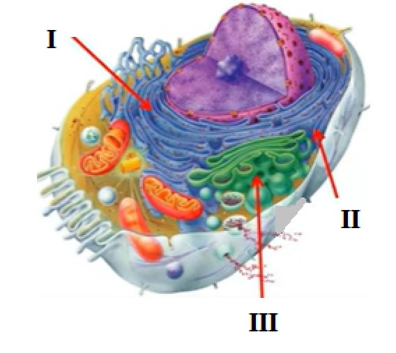 04004c2c-e889-568x506.png