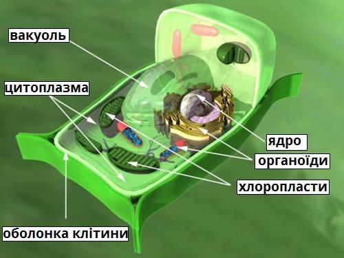 Порівняльна характеристика клітин представників різних Царств — урок. Біологія, 9 клас.