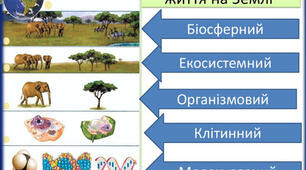 Вступ. Рівні організації життя.