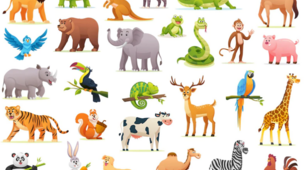 Animals