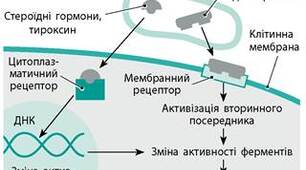 САМОРЕГУЛЯЦІЯ на молекулярному та клітинному рівнях