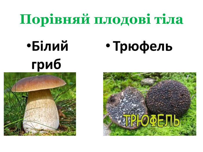 Порівняй плодові тіла. Білий гриб. Трюфель