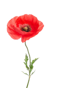 04004vzx-07ef-192x290.png