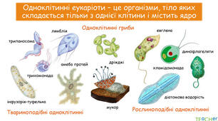 Одноклітинні організми