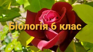 Бактерії - найменші одноклітинні організми