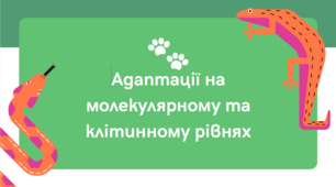 Адаптації на молекулярному та клітинному рівнях