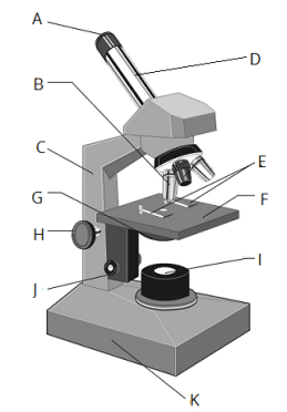 microscopeburti.png