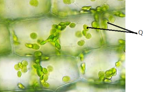 elodea00.png