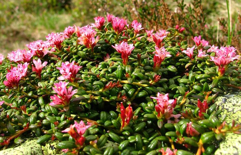 Kalmia procumbens