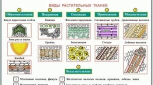 Тканини рослин. Корінь