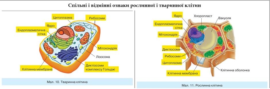 Відображається "СПІЛЬНІ і ВІДМІННІ ознаки (малюнки).jpg"