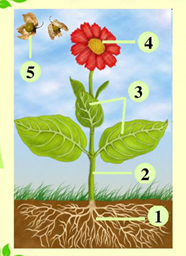 04005kui-afd7-186x256.png
