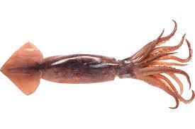 ☰ Кальмар «Broadtail squid», Греция цена от 630 грн заказать с доставкой в городе Киев