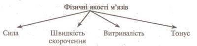 Фізичні якості мязів
