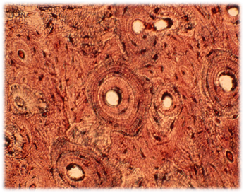 040064of-ae36-346x273.png