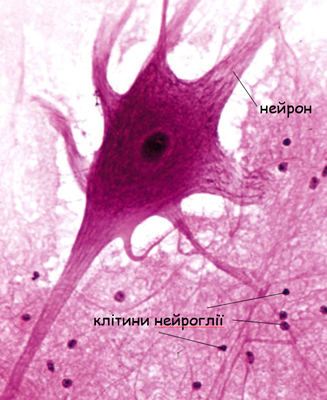 0400658q-7906-327x400.png