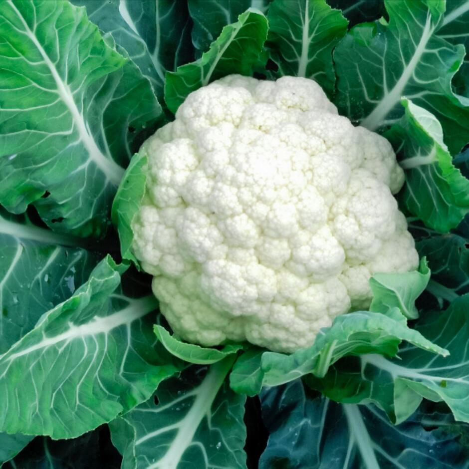 How to Grow and Care for Cauliflower