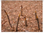 040068qi-74d2-87x65.png