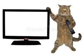 Cat with Remote Near the TV Stock Photo - Image of advertising, control: 122621370