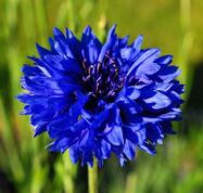 04006ddp-dea7-187x178.jpg