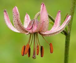04006e5e-d579-246x205.jpg