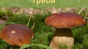 Презентація з теми: "Гриби"