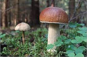04006i4n-b019-279x181.jpg