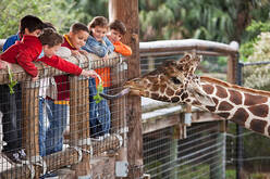 17,105 Kids At Zoo Stock Photos, Pictures & Royalty-Free Images - iStock