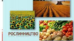 Сільське господарство України. Рослинництво.