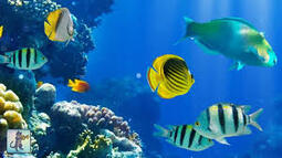 2 Hours of Beautiful Coral Reef Fish, Relaxing Ocean Fish, & Stunning Aquarium Relax Music - YouTube