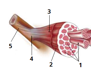 будова мяза цифри5.png