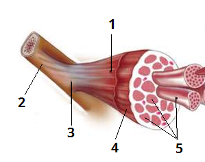 будова мяза цифри1.png