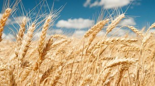 THE DEVELOPMENT OF AGRICULTURE IN UKRAINE