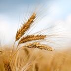 Grain deal? Ukraine and Russia close to agreement to flood markets with millions of tons of wheat
